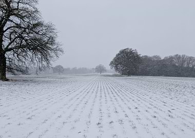 Winter Field