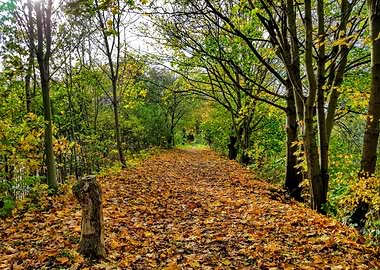 Autumnal Walk