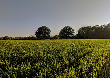 Sunset fields