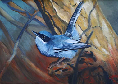 Masked gnatcatcher