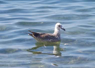 Seagull on the sea