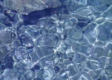 Sea urchins in the sea
