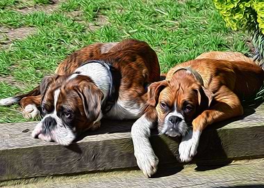 Pair of Boxers Dogs