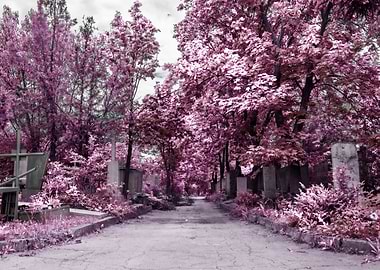 Infrared Cemetery