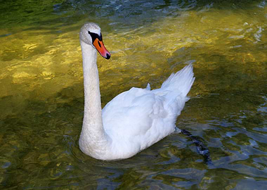 Male Swan