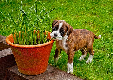 Boxer Puppy