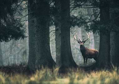 King of the Forest