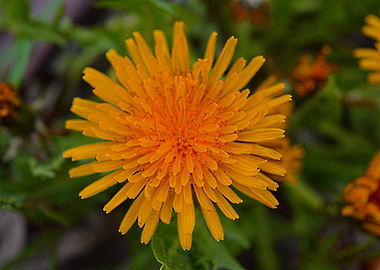 Dandelion