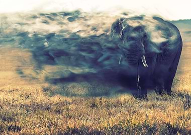 vanishing elephant