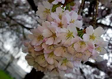 Cherry Blossom