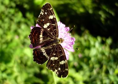 Butterfly on a flower
