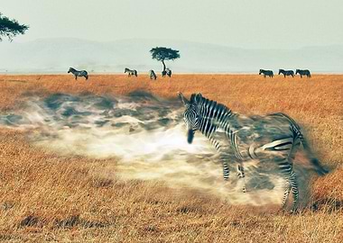 vanishing zebra