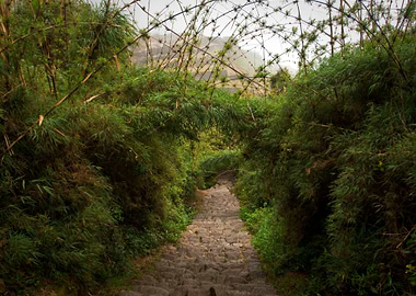 Lush Inca Trail Peru