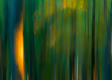 Trees in Motion Fall 1