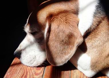 Beagle
