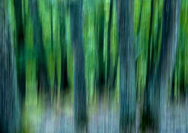 Trees in Motion Fall 3