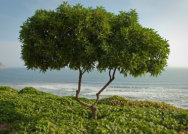 Tree at Ocean Edge