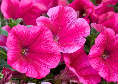 digitalis purpurea flower