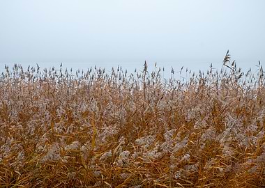 reed in fog