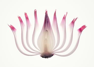 Red Onion Translucent