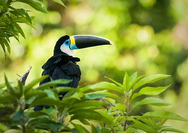Toucan