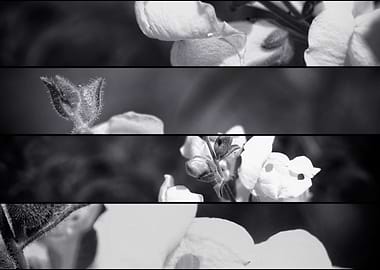 LUPINUS LUTEUS WHITE