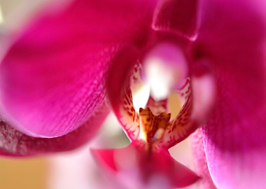 phalaenopsis