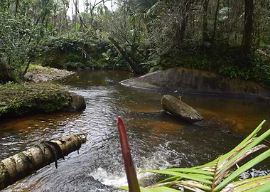 Rain Forest Sabana River