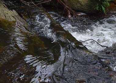 Rain Forest River Pattern