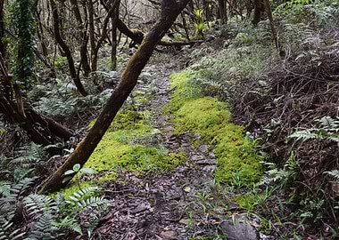 Sabana Trail Mossy Trail
