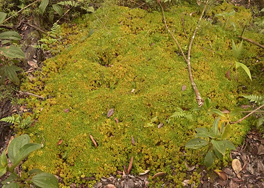 Cloud Forest Moss
