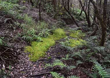 Cloud Forest Mossy Trail