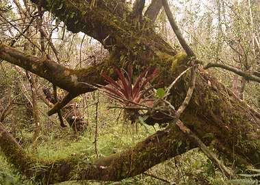 Rio Sabana Trail Bromeliad