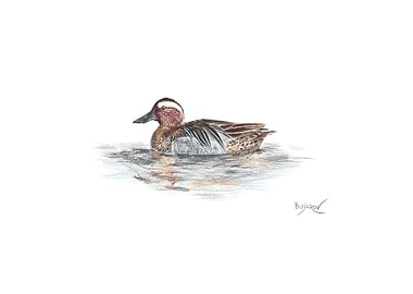 Garganey