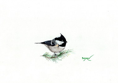 Coal tit