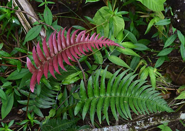 Ferns on Rio Sabana Trail