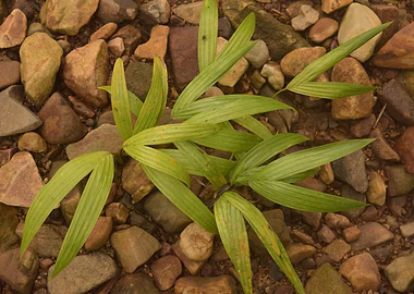 Sierra Palm Sprouts