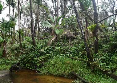 Rain Forest Sabana River