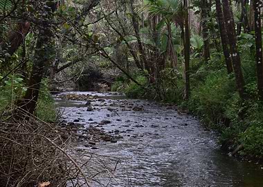 Rain Forest Sabana River
