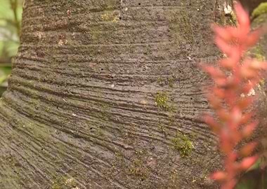 RainForest Tree Geometry