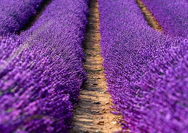 Lavender in Provence