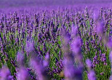 Lavender in Provence