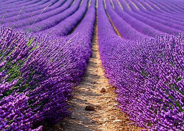 Lavender in Provence