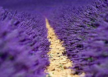 Lavender field