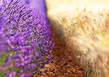 Lavender and wheat