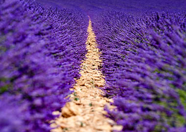 Lavender field
