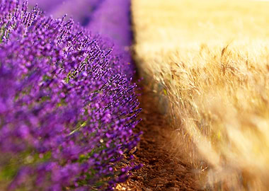Lavender in Provence