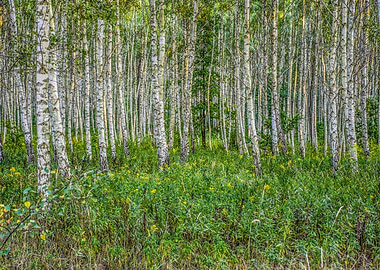 Aspen Wood in Summer