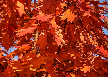 A Maple Tree in Autumn