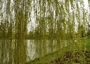 The Weeping Willow